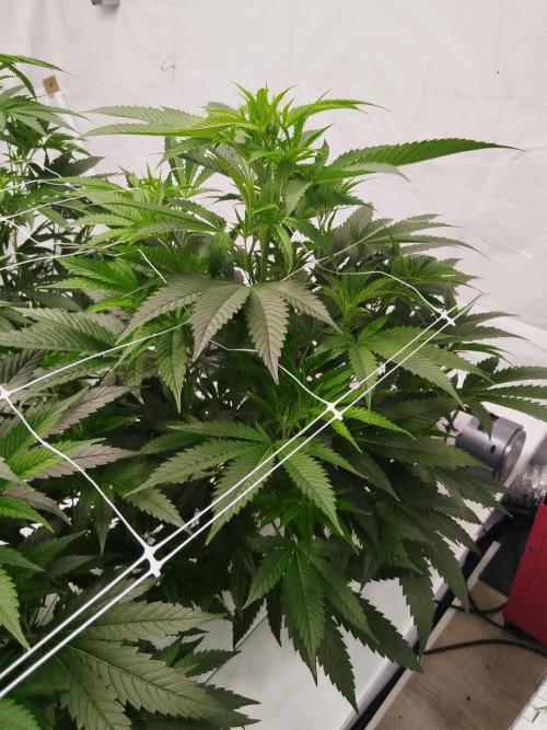 Candy Kush FEM - Nirvana Seeds. Week 3 - Flowering W1 D1