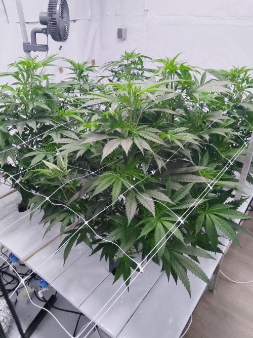 Candy Kush FEM - Nirvana Seeds. Week 3 - Flowering W1 D1