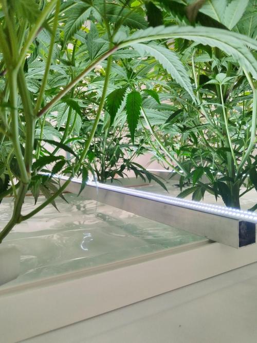 Candy Kush FEM - Nirvana Seeds. Week 3 - Flowering W1 D1
Under canopy light