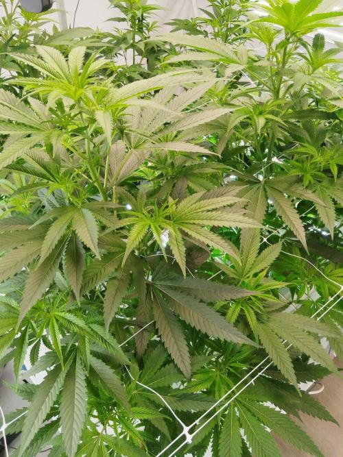 Candy Kush FEM - Nirvana Seeds. Week 3 - Flowering W1 D2