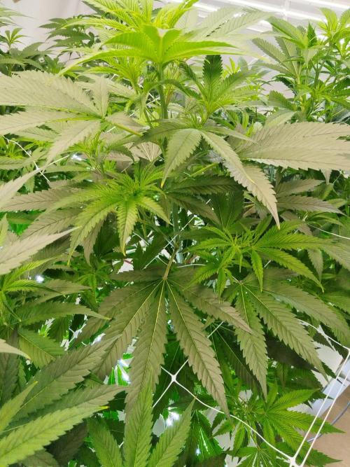 Candy Kush FEM - Nirvana Seeds. Week 3 - Flowering W1 D2