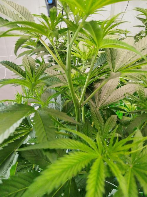 Candy Kush FEM - Nirvana Seeds. Week 3 - Flowering W1 D2