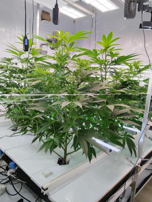 Candy Kush FEM - Nirvana Seeds. Week 3 - Flowering W1 D2