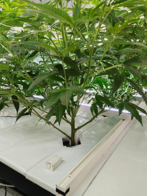 Candy Kush FEM - Nirvana Seeds. Week 3 - Flowering W1 D2