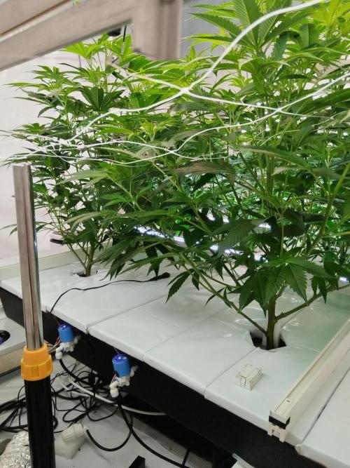 Candy Kush FEM - Nirvana Seeds. Week 3 - Flowering W1 D2