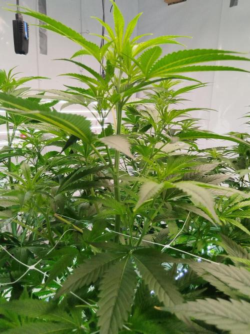 Candy Kush FEM - Nirvana Seeds. Week 3 - Flowering W1 D2