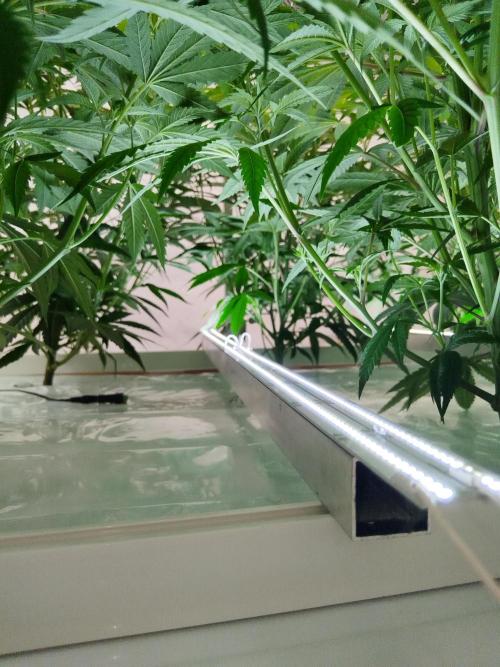 Candy Kush FEM - Nirvana Seeds. Week 3 - Flowering W1 D2
Under canopy light