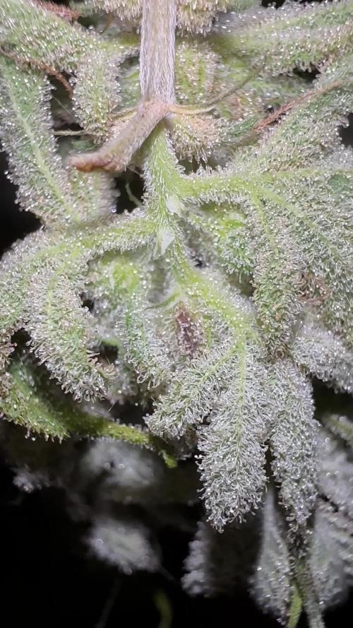 Barneys farm - Biscotti Mintz