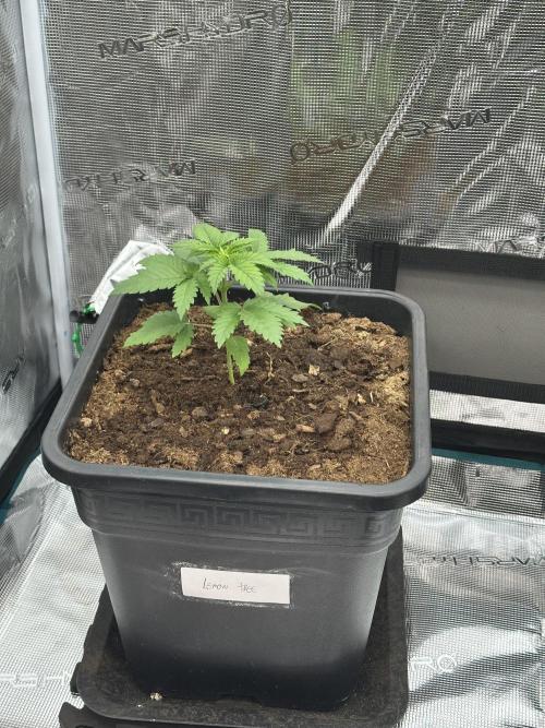 Lemon Tree 2026. Week 2 - Day 21