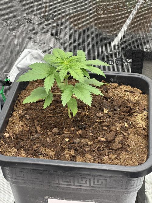 Lemon Tree 2026. Week 2 - Day 21