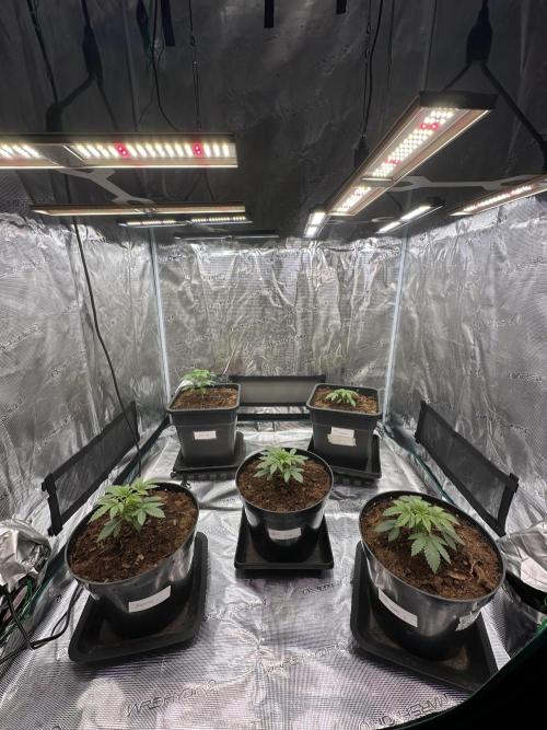 Lemon Tree. Week 2
