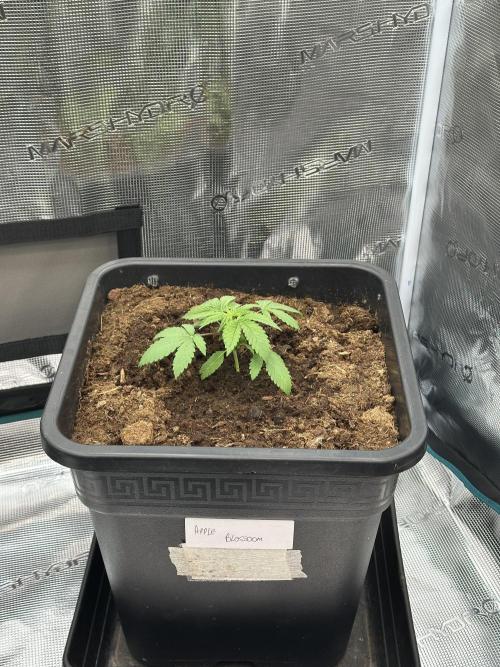 Apple blossom 2026. Week 2 - Day 21