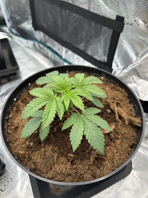 Lemon Cherry Pie 2026. Week 2 - Day 21