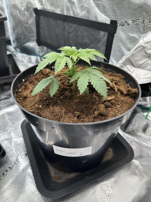 Lemon Cherry Pie 2026. Week 2 - Day 21