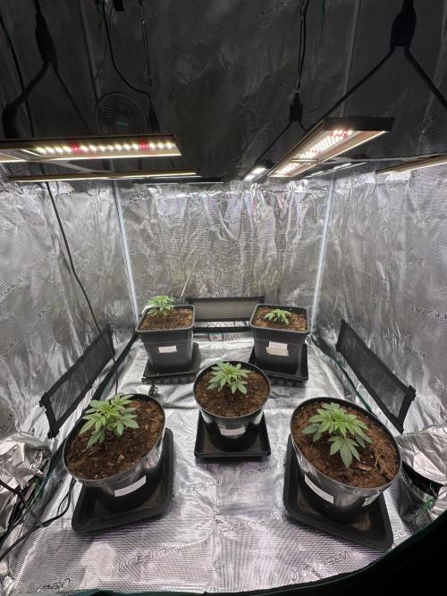 Lemon Cherry Pie 2026. Week 2 - Day 21