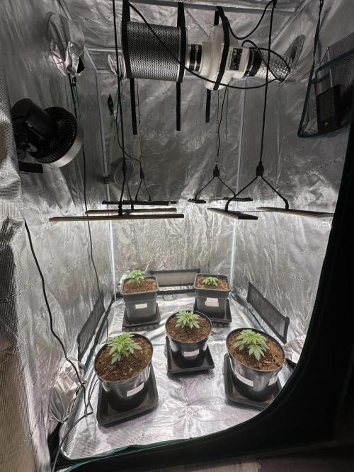 Black Gum 2026. Week 2 - Day 21