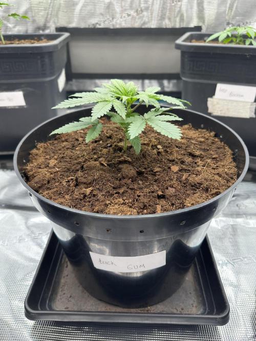 Black Gum 2026. Week 2 - Day 21