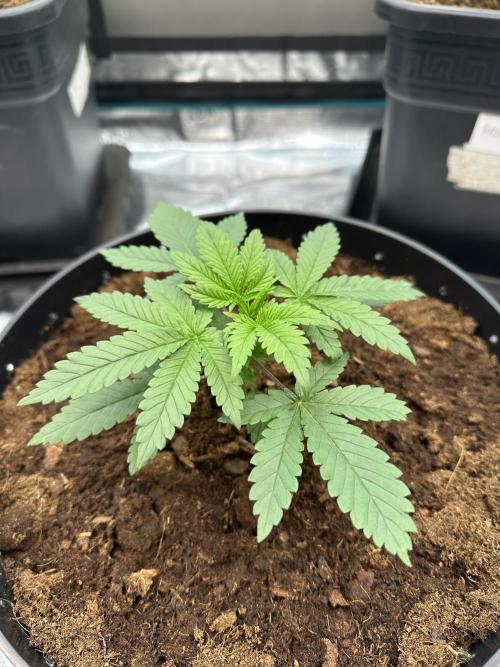 Black Gum 2026. Week 2 - Day 22