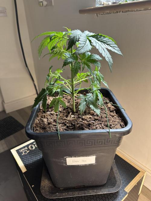 Lemon Tree 2026. Week 3 - Week 3 veg - day 30