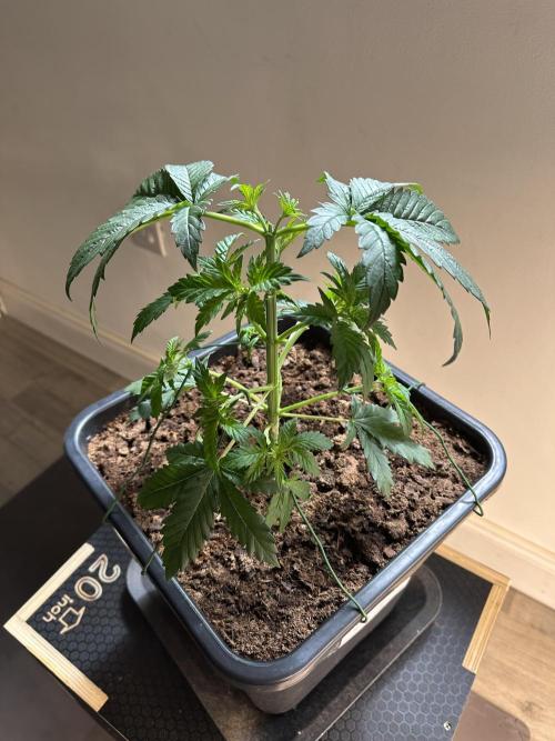 Lemon Tree 2026. Week 3 - Week 3 veg - day 30