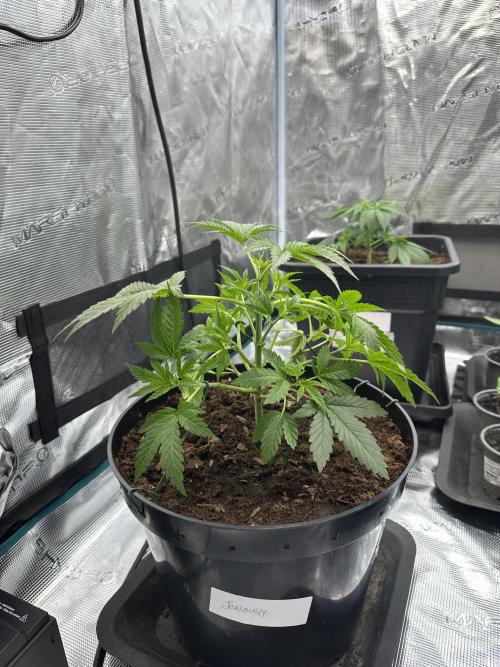 Jealousy 2026. Week 3 - Week 3 veg - day 30