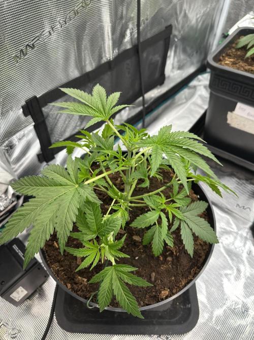 Jealousy 2026. Week 3 - Week 3 veg - day 30