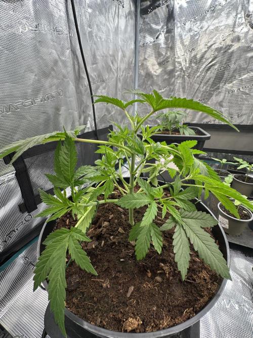 Jealousy 2026. Week 3 - Week 3 veg - day 30