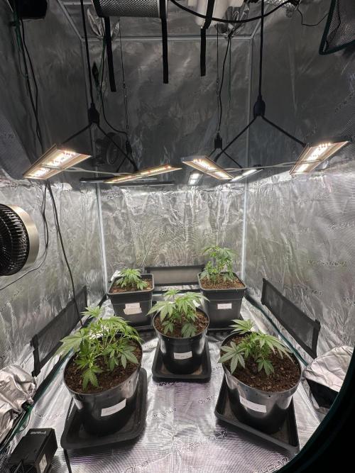 Jealousy 2026. Week 3 - Week 3 veg - day 30