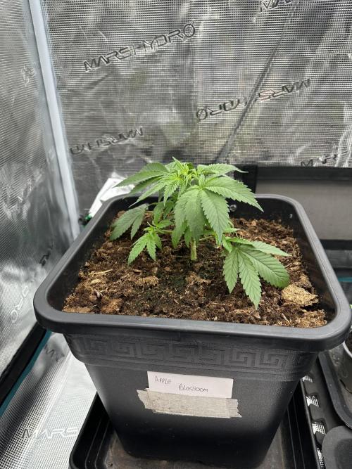 Apple blossom 2026. Week 3 - Week 3 veg - day 30