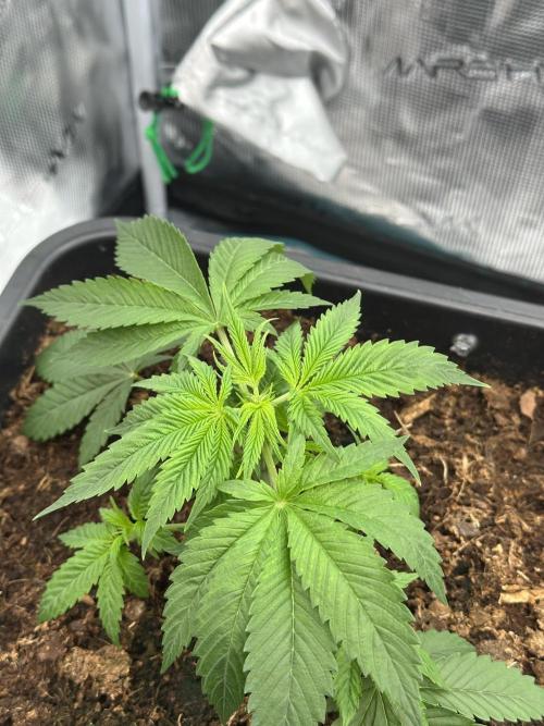 Apple blossom 2026. Week 3 - Week 3 veg - day 30
