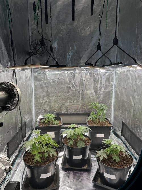 GT 120x120x200cm(4'x4'x6.5'). Week 3