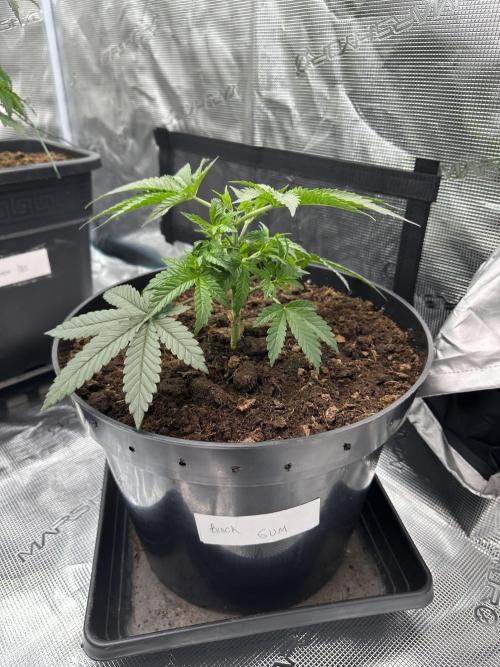 Black Gum 2026. Week 3 - Week 3 veg - day 30