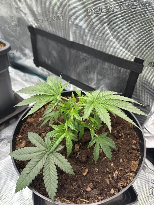 Black Gum 2026. Week 3 - Week 3 veg - day 30