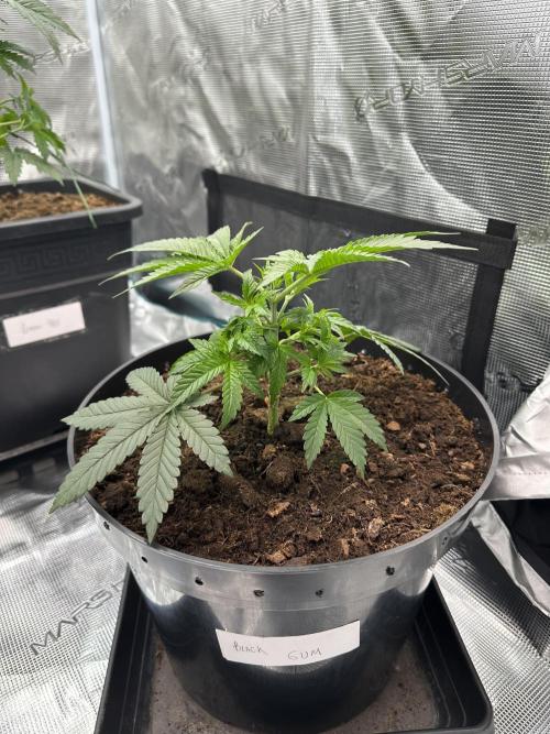 Black Gum 2026. Week 3 - Week 3 veg - day 30