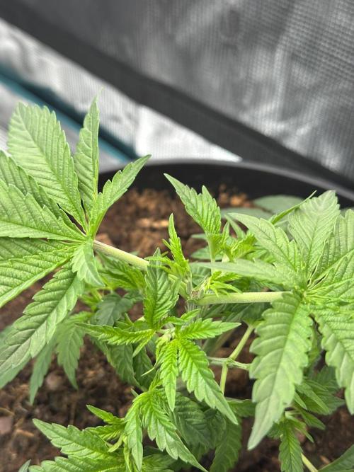 Black Gum 2026. Week 3 - Week 3 veg - day 30
Topped on day 26