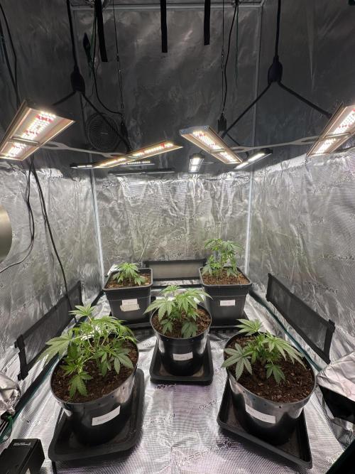 Black Gum 2026. Week 3 - Week 3 veg - day 30
Full tent