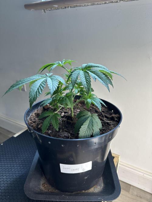 Lemon Cherry Pie 2026. Week 3 - Week 3 Veg - Day 30
