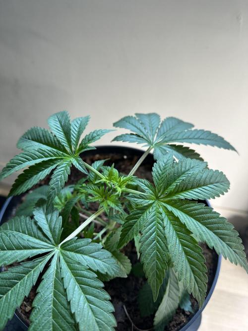 Lemon Cherry Pie 2026. Week 3 - Week 3 Veg - Day 30