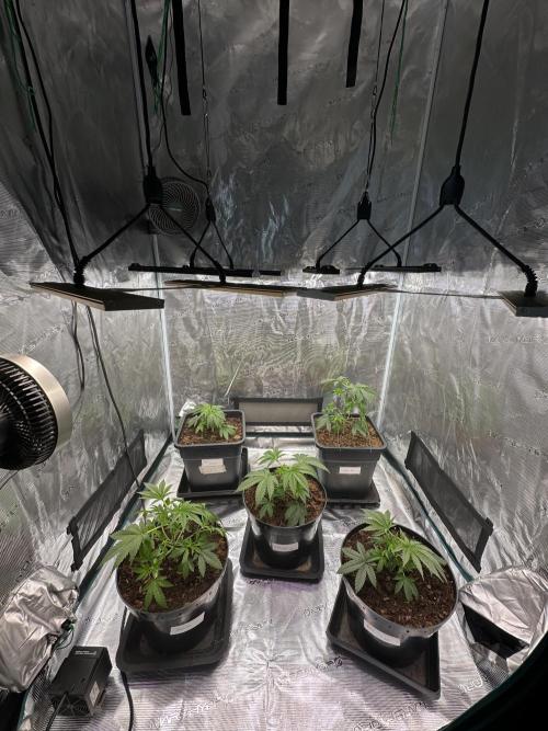 Lemon Cherry Pie 2026. Week 3 - Week 3 Veg - Day 30