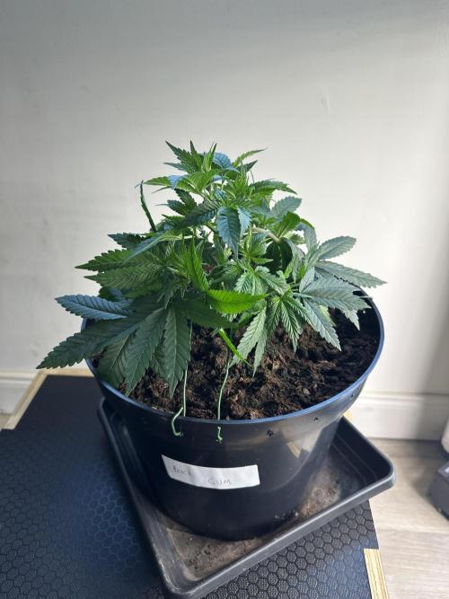 Black Gum 2026. Week 4 - Week 4 Veg - day 36