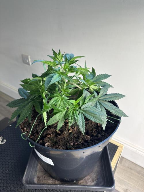 Black Gum 2026. Week 4 - Week 4 Veg - day 36