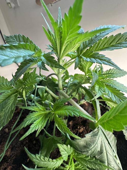 Black Gum 2026. Week 4 - Week 4 Veg - day 36