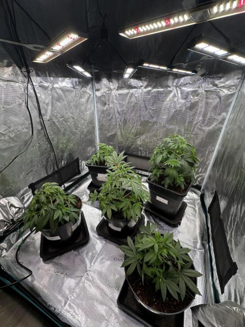 Black Gum 2026. Week 4 - Week 4 Veg - day 36