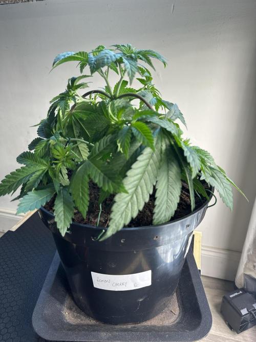 Lemon Cherry Pie 2026. Week 4 - Week 4 Veg - day 36