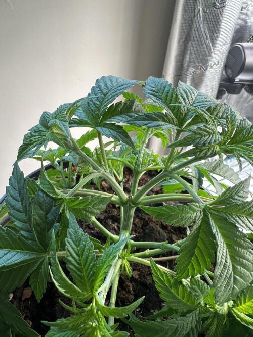 Lemon Cherry Pie 2026. Week 4 - Week 4 Veg - day 36