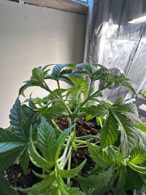 Lemon Cherry Pie 2026. Week 4 - Week 4 Veg - day 36
