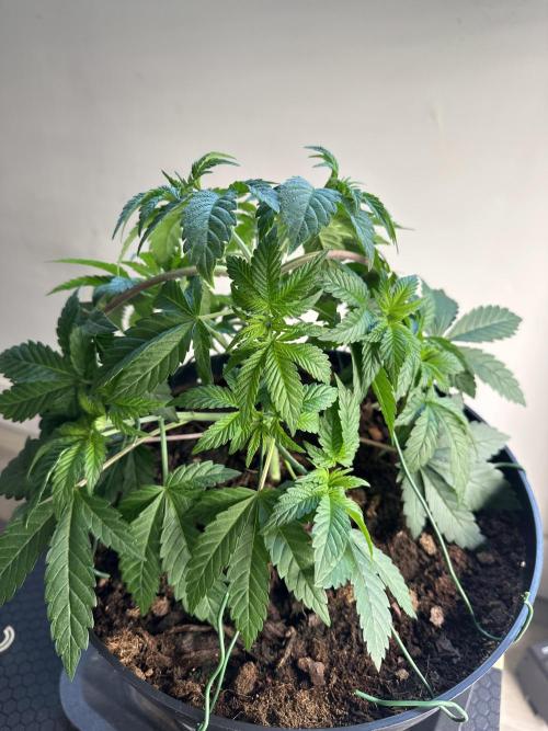 Lemon Cherry Pie 2026. Week 4 - Week 4 Veg - day 36