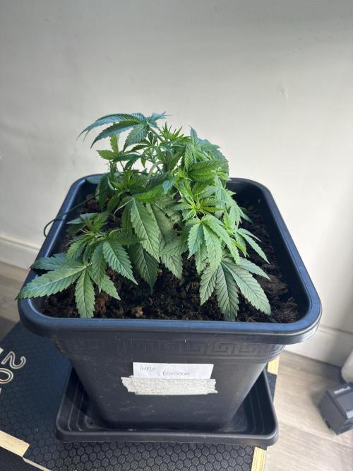 Apple blossom 2026. Week 4 - Week 4 Veg - day 36