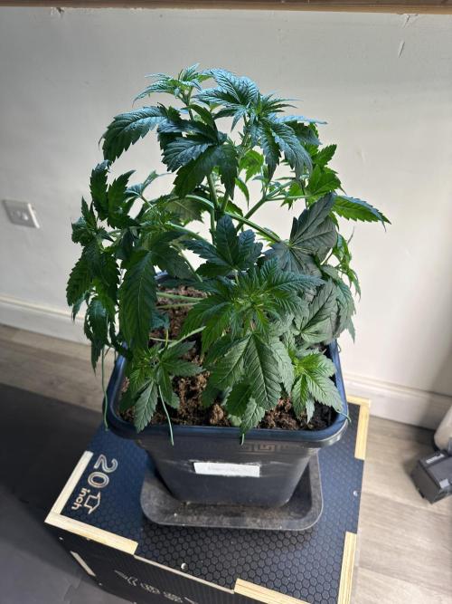 Lemon Tree 2026. Week 4 - Week 4 Veg - Day 36