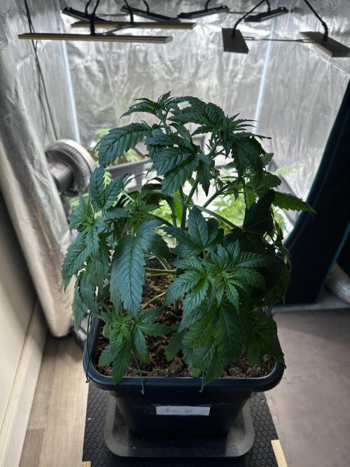 Lemon Tree 2026. Week 4 - Week 4 Veg - Day 36